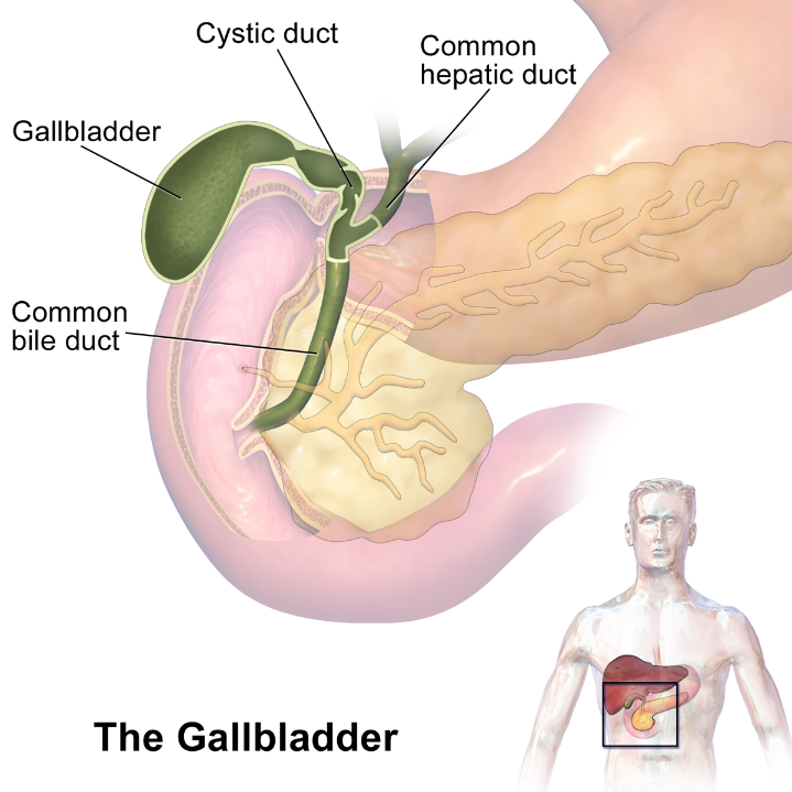 Diagram of the Gallbladder. 